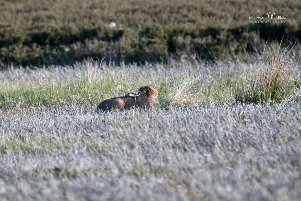 EastLothianMay2018-mountainhare_jpg_c_5691