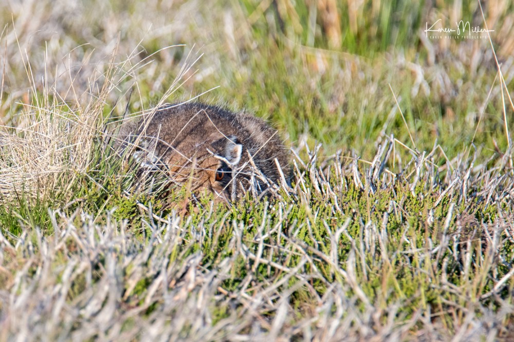 EastLothianMay2018-mountainhare_jpg_c_5694