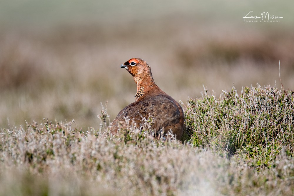 EastLothianMay2018-redgrouse_jpg_c_5645