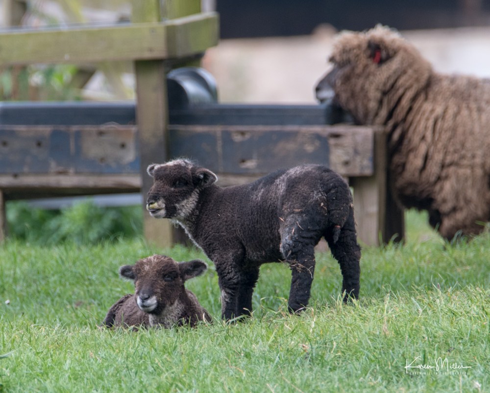 EastLothianMay2018-ryeland_jpg_c_5472