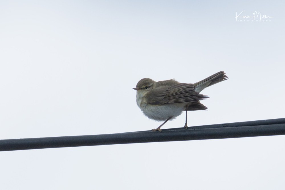 grasspoint-jpg_c_2896