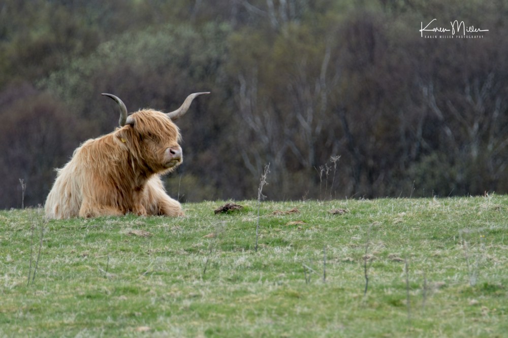 grasspoint-jpg_c_2912