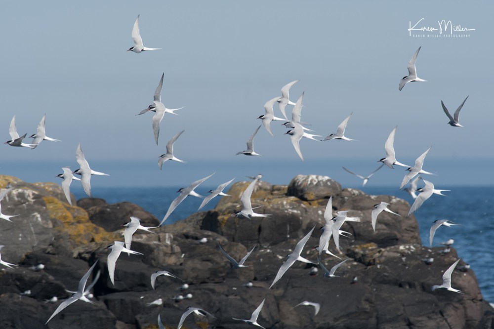 IsleOfMay-arctictern_jpg_c_6818