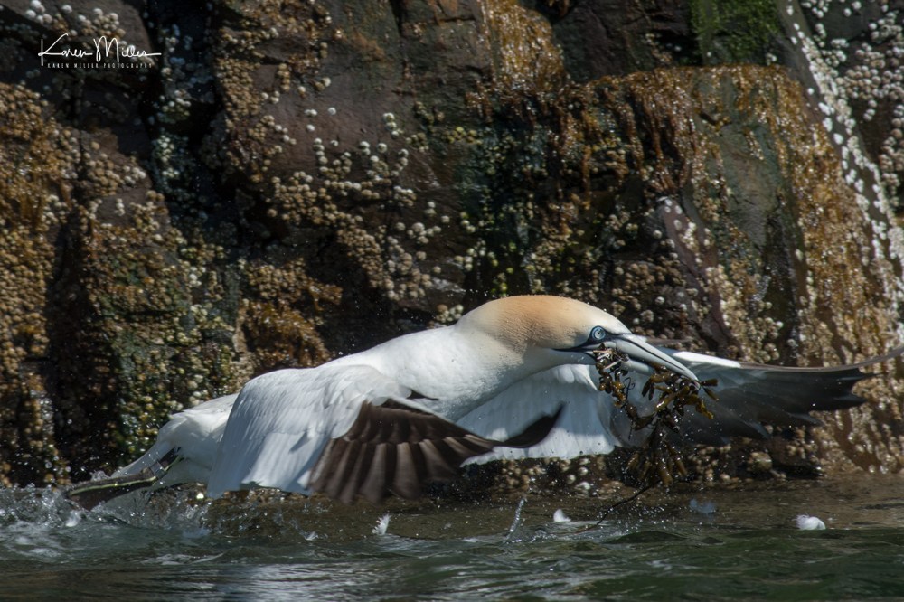 IsleOfMay-gannet_jpg_c_6916