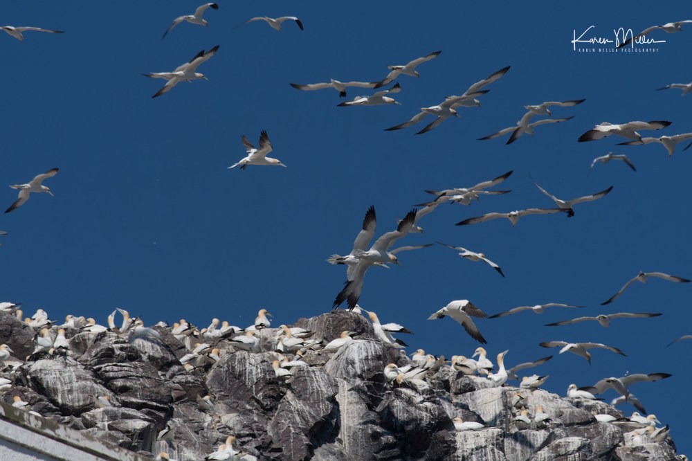 IsleOfMay-gannet_jpg_c_6943