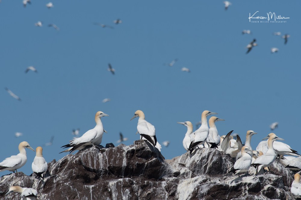 IsleOfMay-gannet_jpg_c_6955