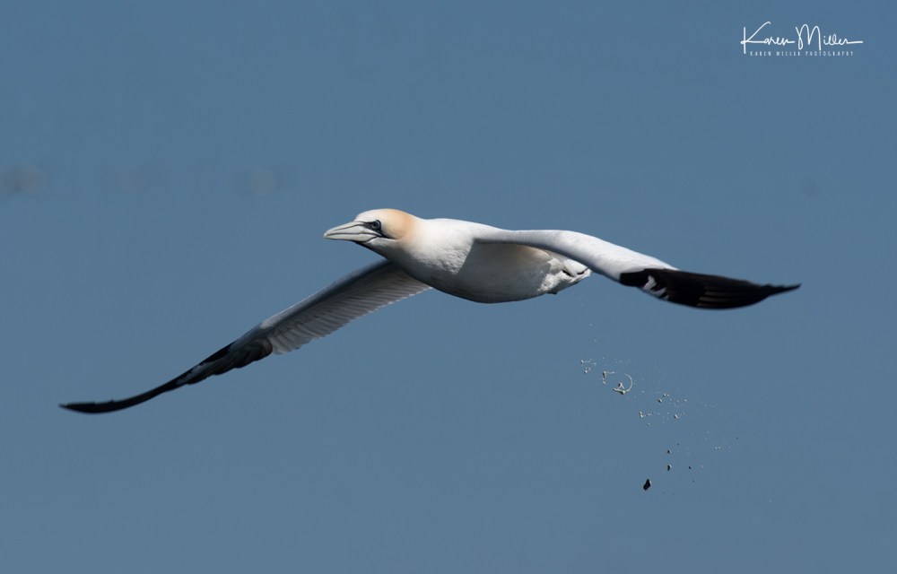 IsleOfMay-gannet_jpg_c_6968