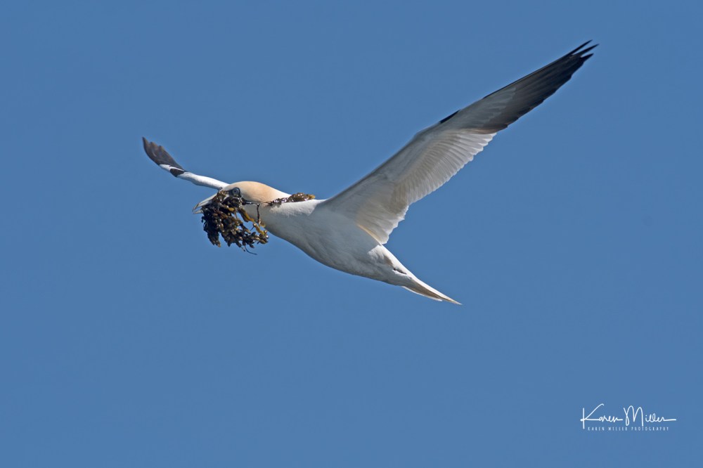 IsleOfMay-gannet_jpg_c_6979
