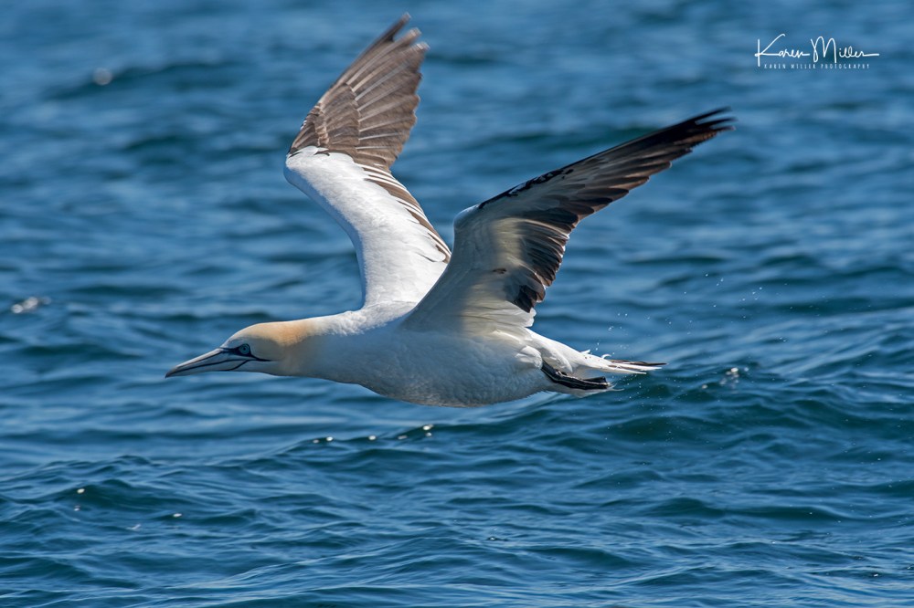 IsleOfMay-gannet_jpg_c_6990