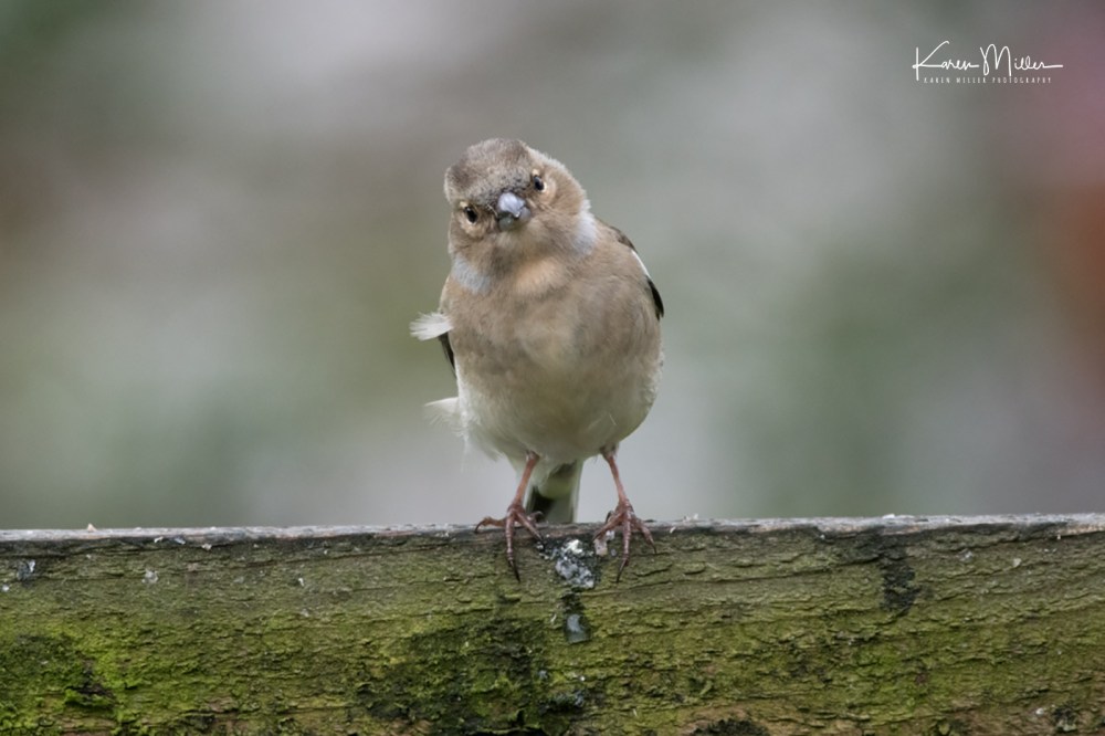 Female Chaffinch