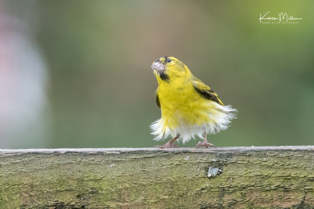 Male Siskin