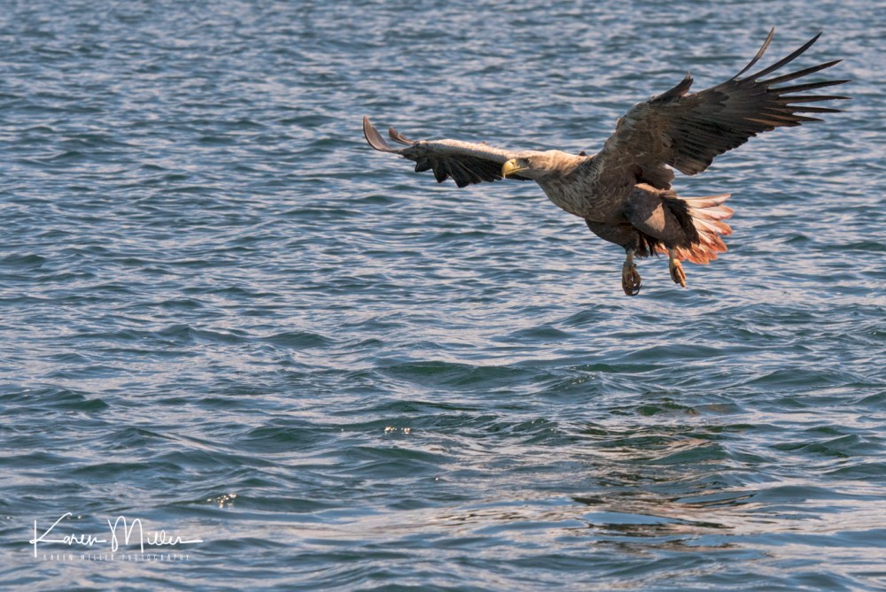 seaeagle30april-2331