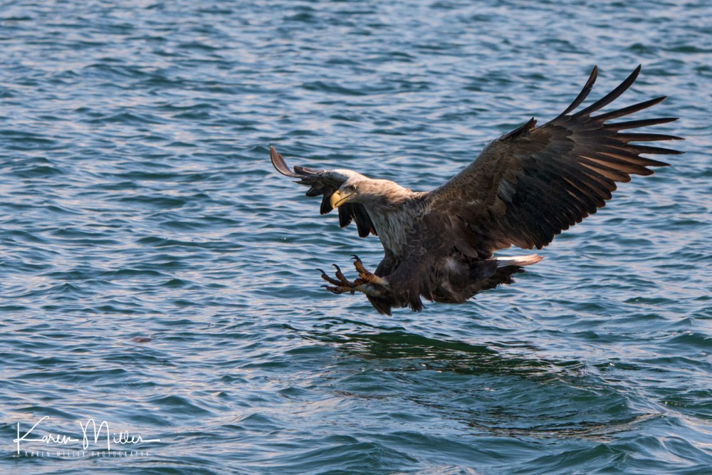 seaeagle30april-2333