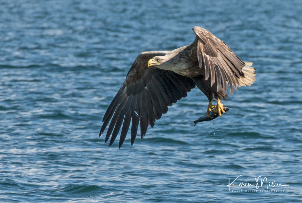 seaeagle30april-2569