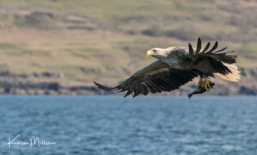 seaeagle30april-2570
