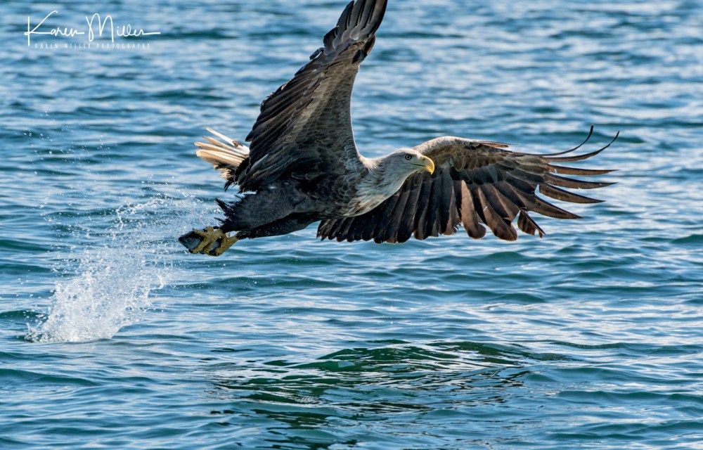 seaeagle30april-2654