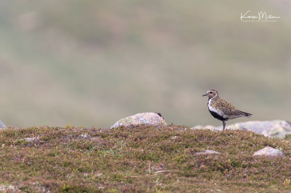 Bamff-dotterel_jpg_c_7416