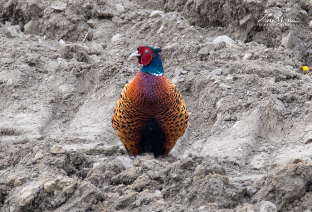 Bamff-pheasant_jpg_c_7169