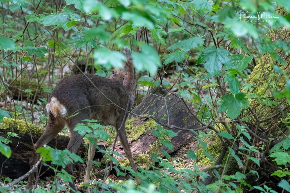 Bamff-redeer_jpg_c_7133