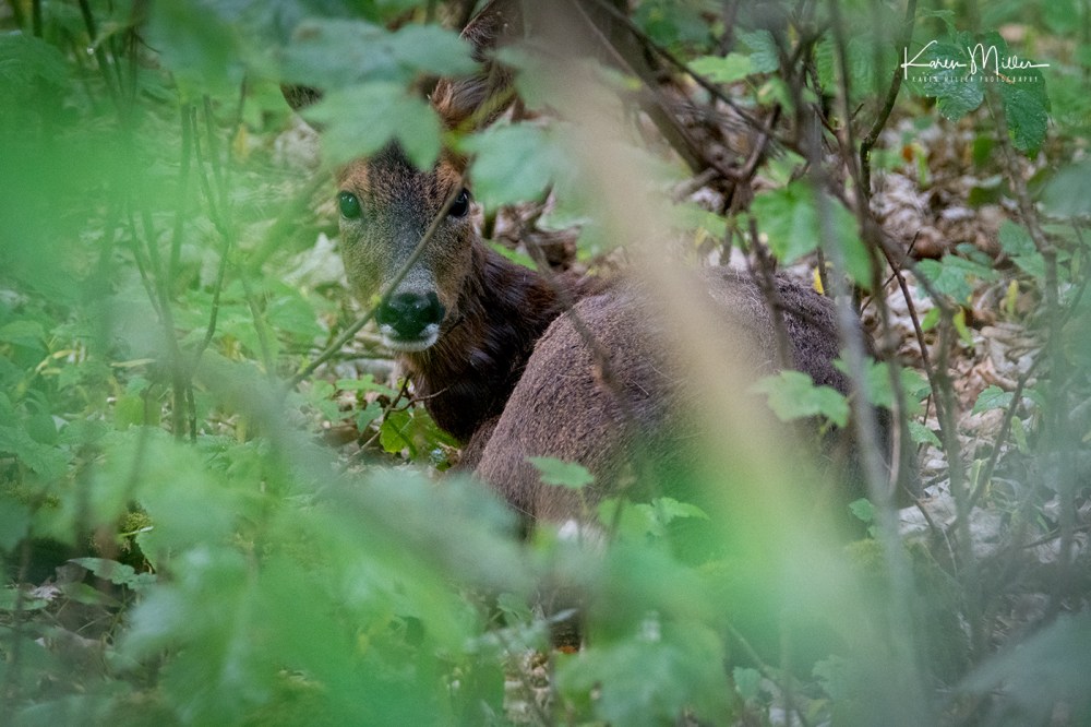 Bamff-redeer_jpg_c_7138