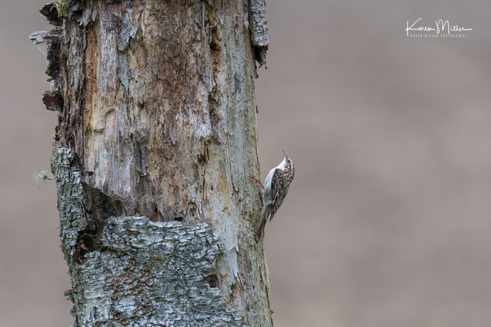 Bamff-treecreeper_jpg_c_7453