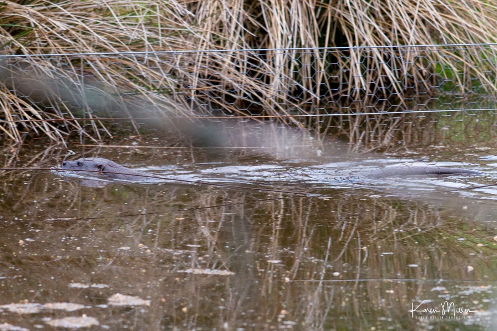 Bamff_otter-jpg_c_2471