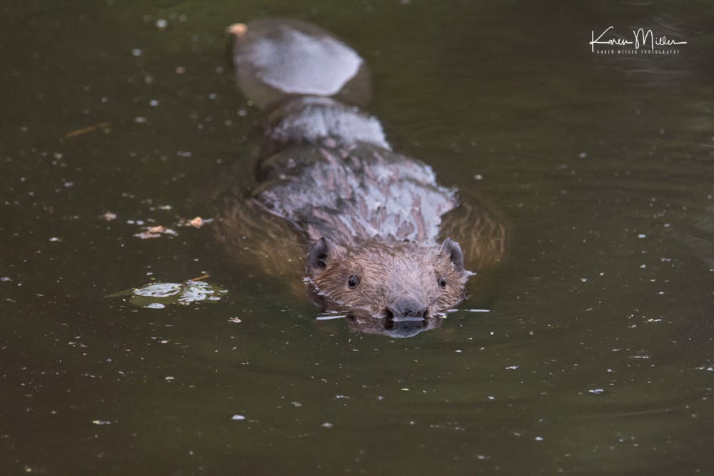 bamffbeaver_jpg_c_DSC7618