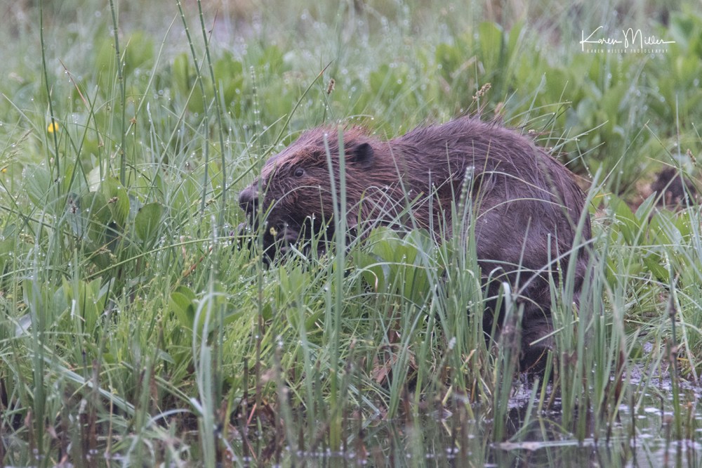 bamffbeaver_jpg_c_DSC7625