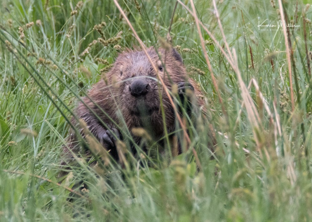 bamffbeaver_jpg_c_DSC7685