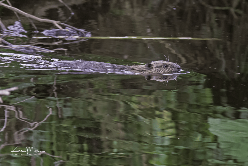 Perthshire_30July_png_c-9900