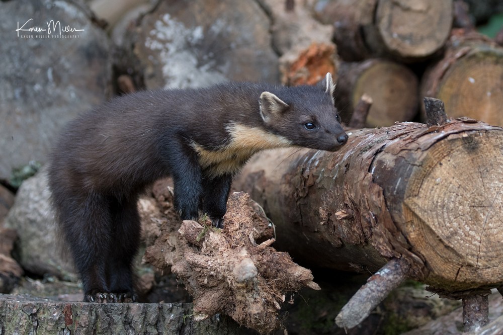 Pine Marten