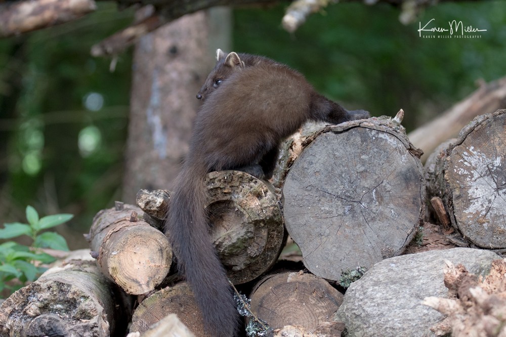 Pine Marten
