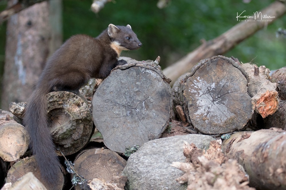 Pine Marten