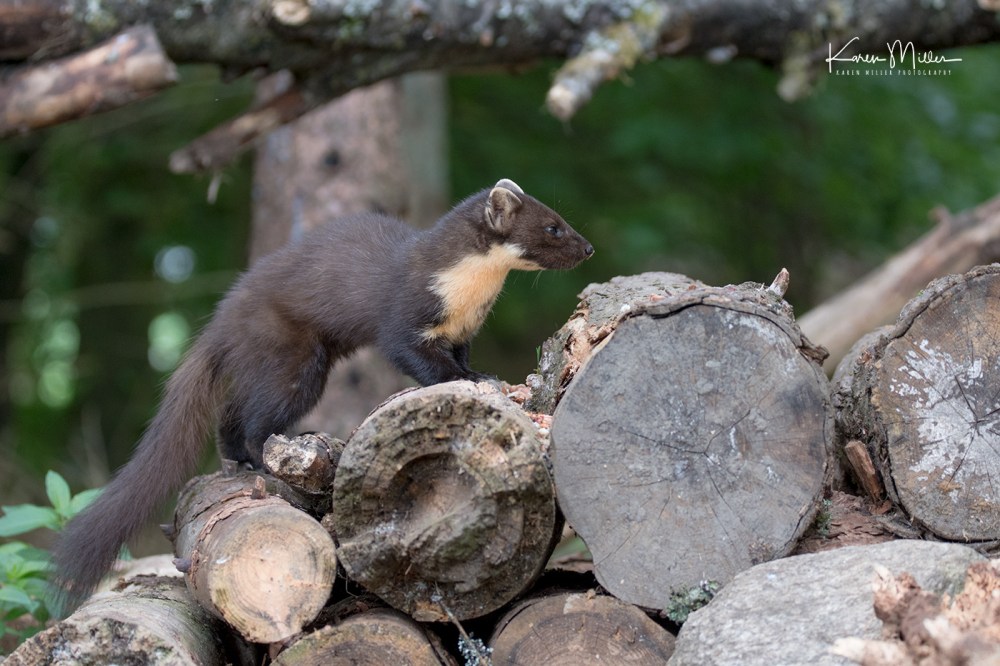 Pine Marten