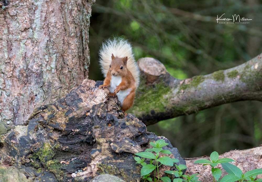 Red Squirrel