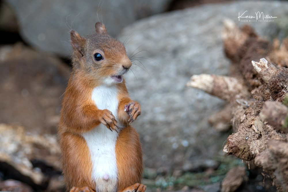 Red Squirrel
