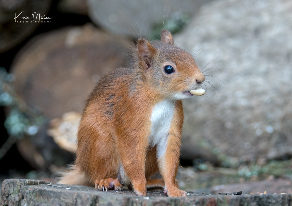 Red Squirrel
