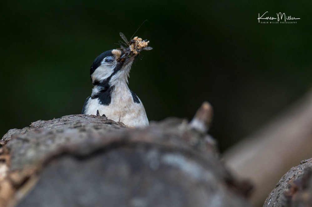 Great Spotted Woodpecker