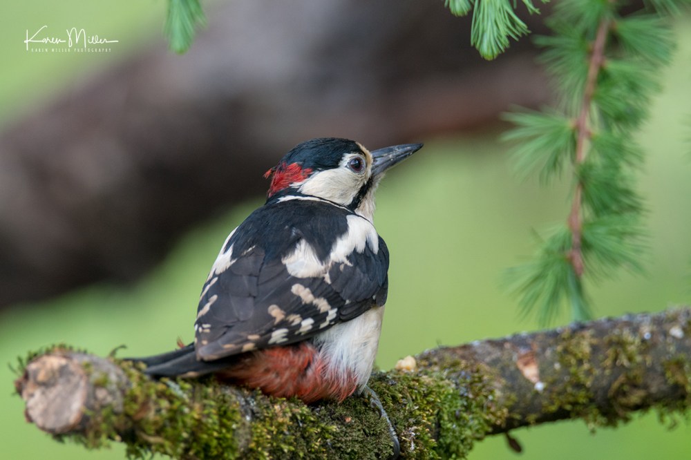 Great Spotted Woodpecker