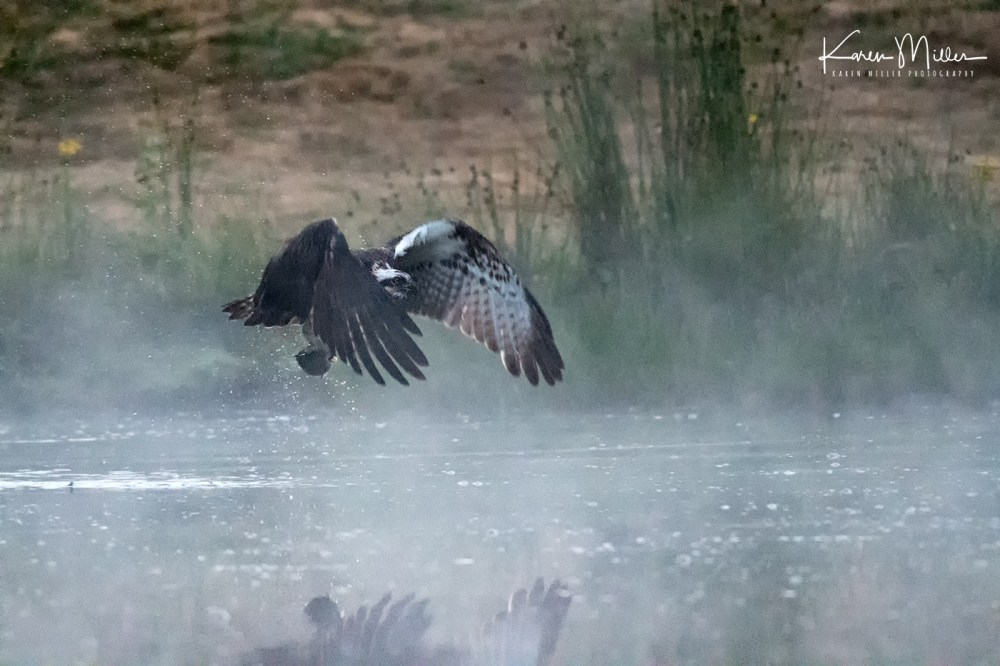 AviemoreOsprey-jpg_c_3331