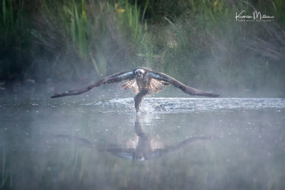 AviemoreOsprey-jpg_c_3374