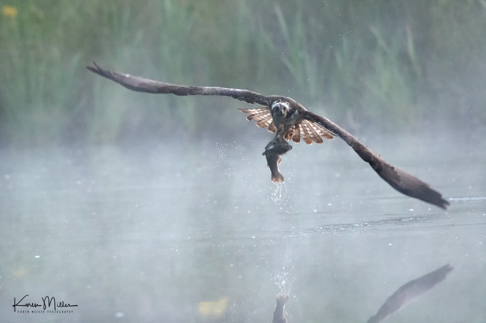 AviemoreOsprey-jpg_c_3380