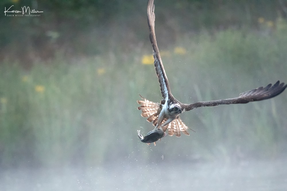 AviemoreOsprey-jpg_c_3381