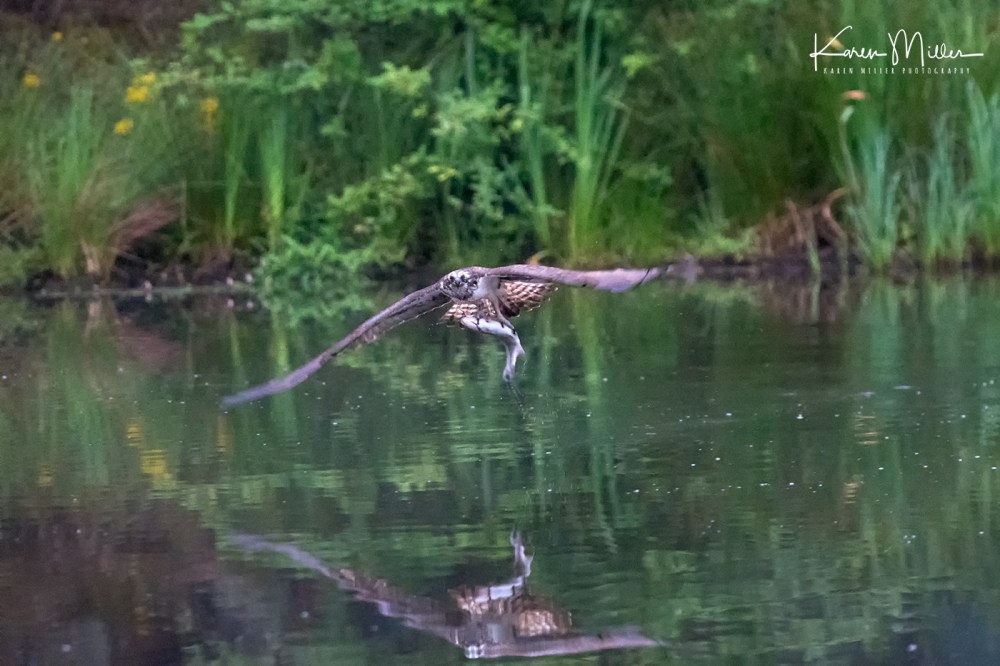 AviemoreOspreys2-jpg_c_4109