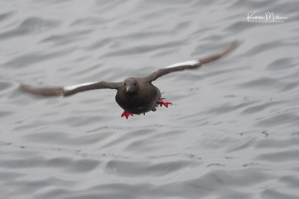 BlackGuillemots-jpg_c_0304
