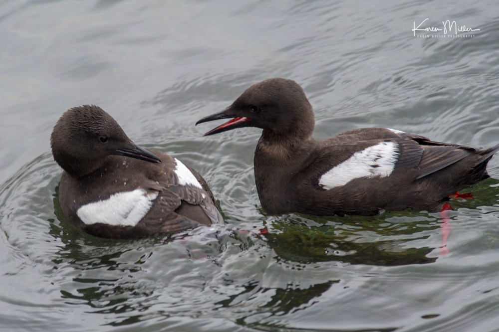 BlackGuillemots-jpg_c_0342