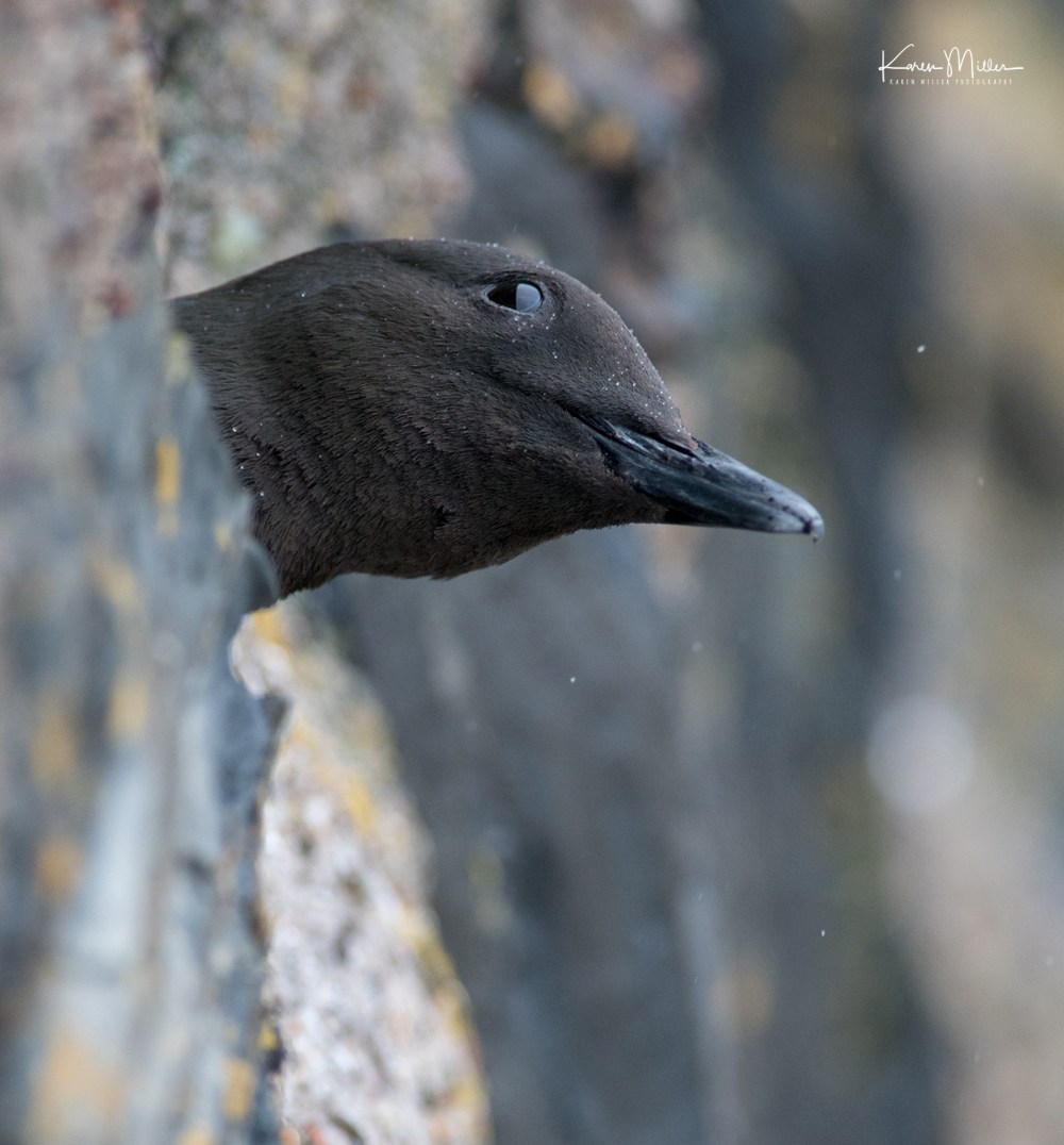 BlackGuillemots-jpg_c_0427