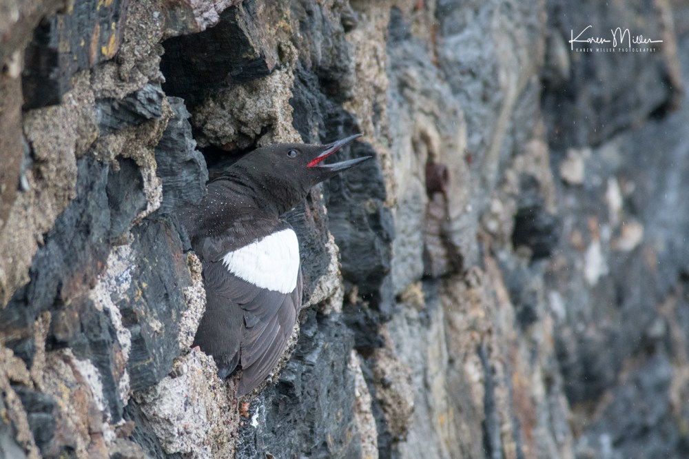 BlackGuillemots-jpg_c_0477