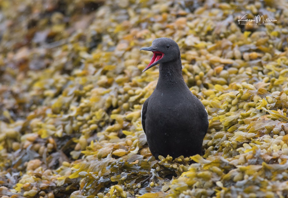 BlackGuillemots-jpg_c_0514