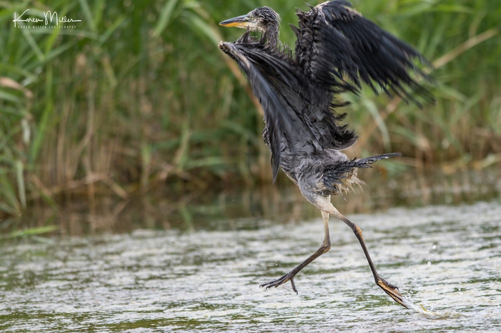 Heron-jpg_c_9718